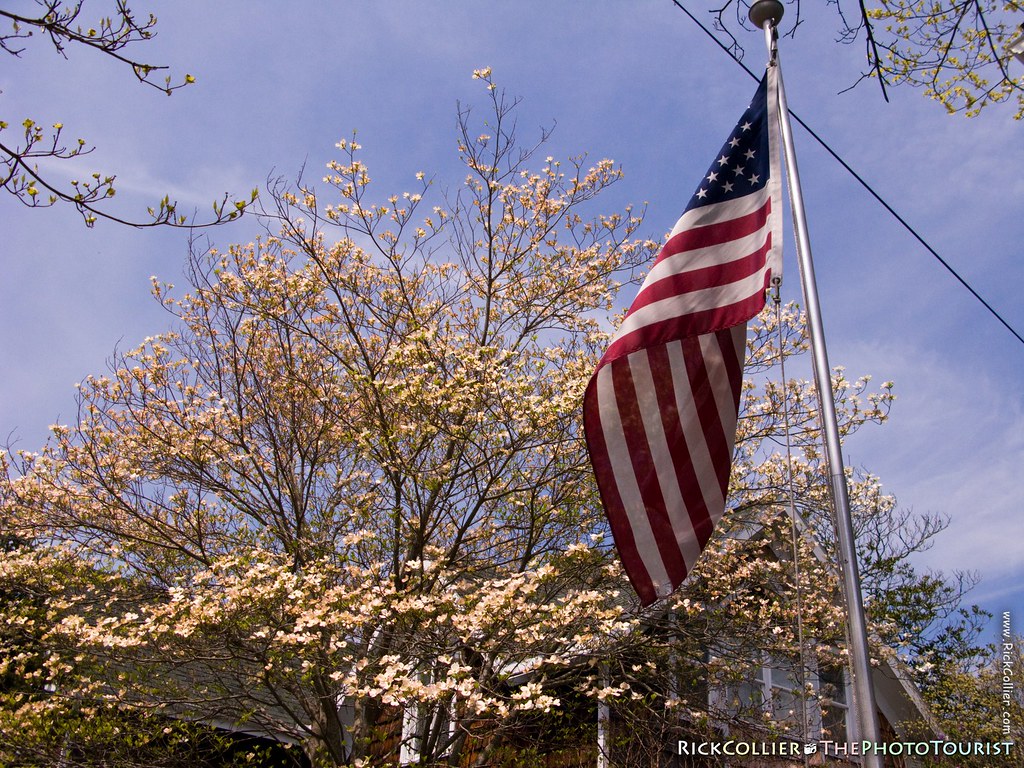 A new American flag and flowering Dogwood tree with new buds are silhouetted against the spring sky at Rehoboth Beach, Delaware, USA.