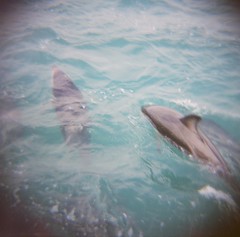 Kaikoura Wild Dolphin Pair