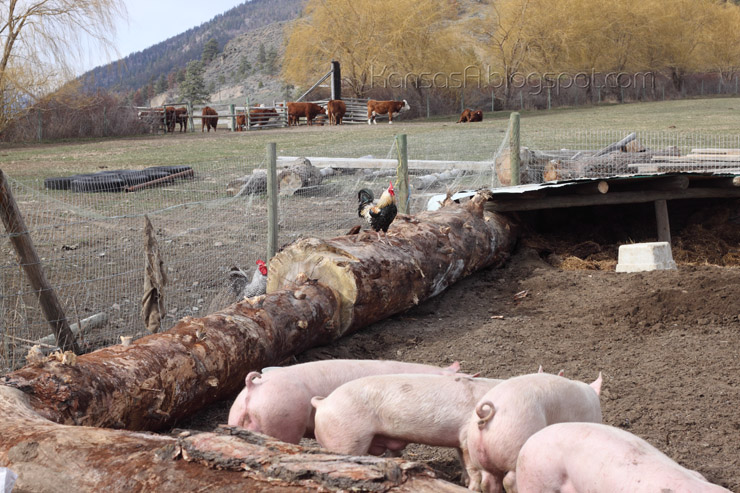 Pigs (by KansasA)