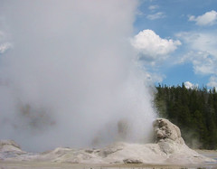 It wasn't a good wind day at Grotto.  The unique stump in the geyser was nearly always obscured by steam.