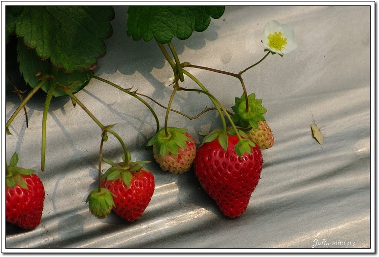採草莓 (9)