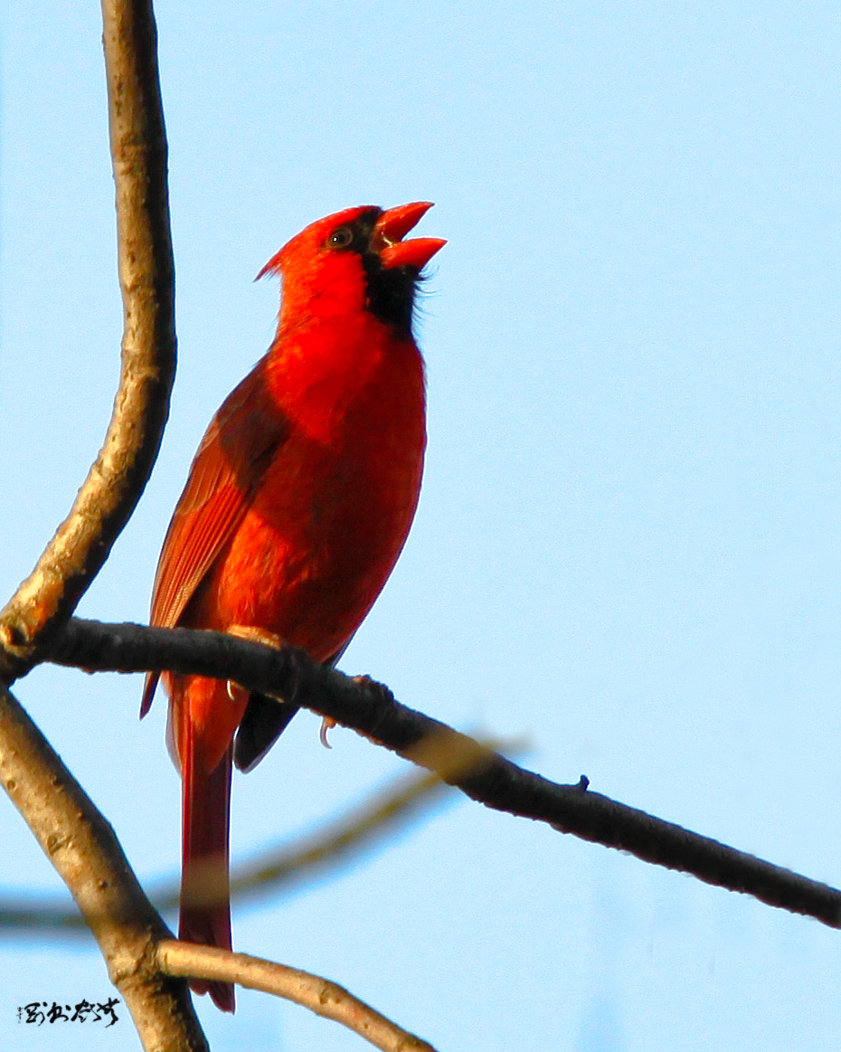 Singing Red Cardinal 红衣主教蜡嘴鸟