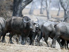Buffalo Herd, South Luangwa