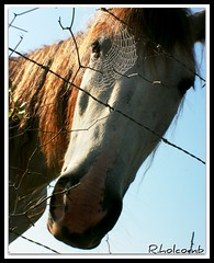lensbaby_horse_spiderweb