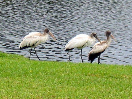 Three Storks on Lawn 20091125