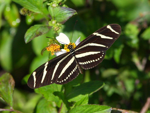 Zebra Heliconian 20100118