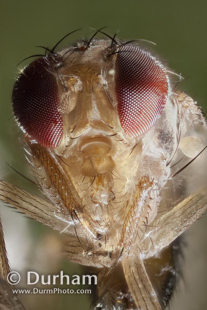 Drosophila suzukii male