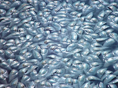 Menhaden fish kill