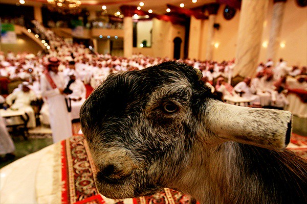Mazayen al-Maaz - выставка красоты среди коз.