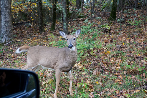 Deer gets curious about the car