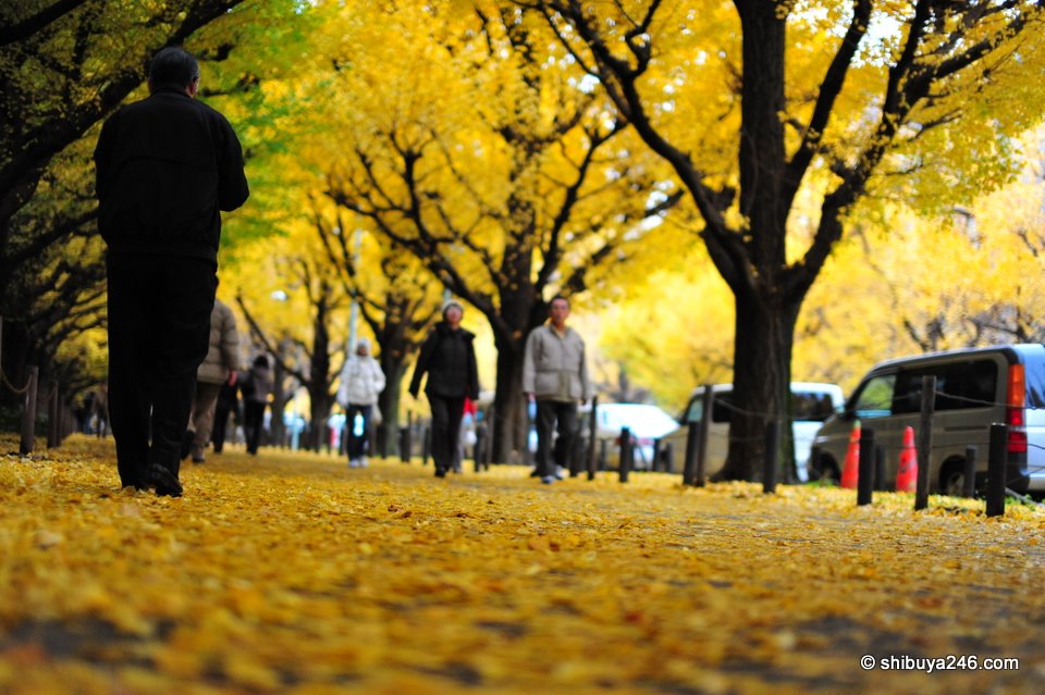 The pavement formed a carpet of yellow leaves.