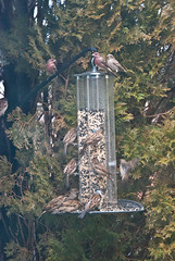 Busy Winter Day at the Bird Feeder 2