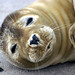 Young Harbor Seal, Phoca vitulina
