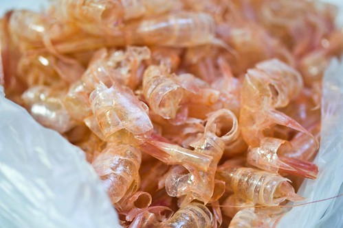 maine shrimp shells