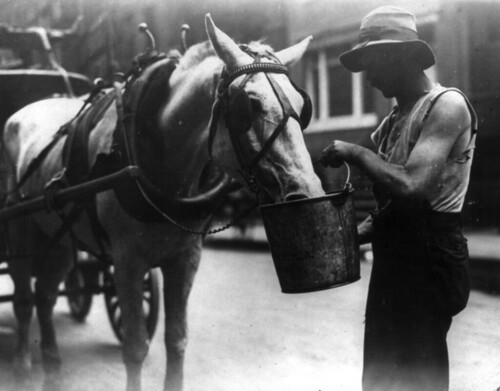 Man holding bucket up to horse