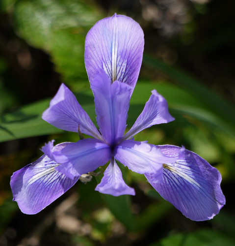 douglas iris - iris douglasiana