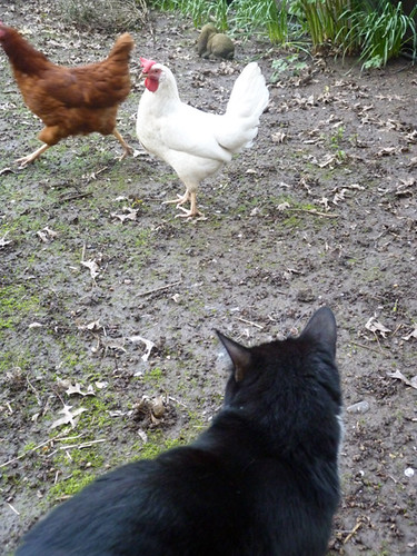 Sylvester with Chickens