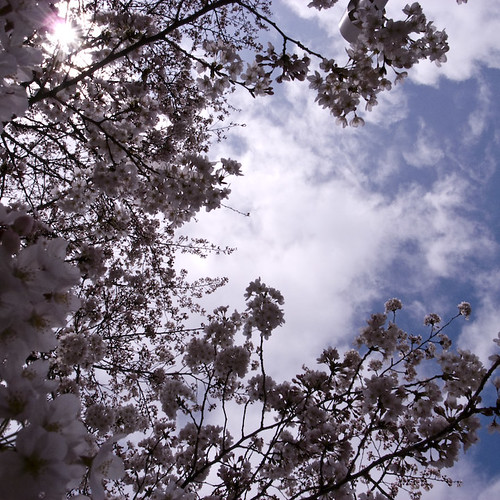 Cherry Blossom Sky Hole