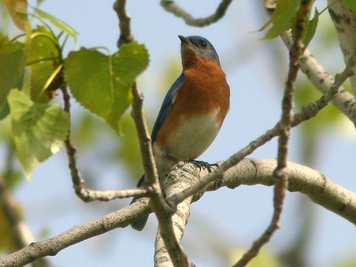 Eastern Bluebird 20100419