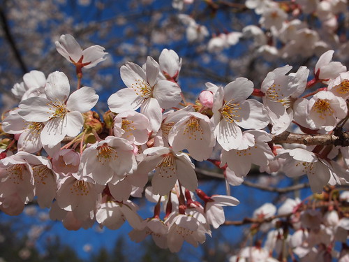 Cherry Blossoms at High Park