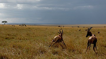 Maasai Mara - 178