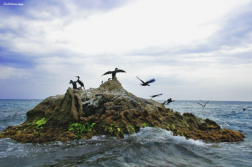 L'illot dels cormorans