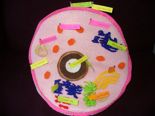 animal cell project. animal cell project photo 04