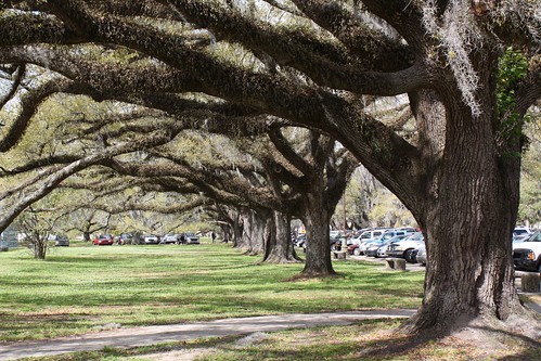 Oak trees lining City Park