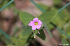 Pequena Flor / Small Flower