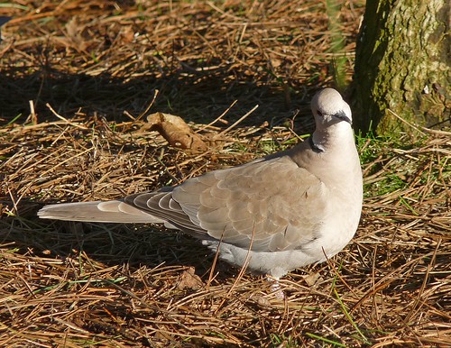 11873 - Collared Dove at WWT Llanelli