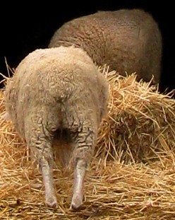 sheep butt 3