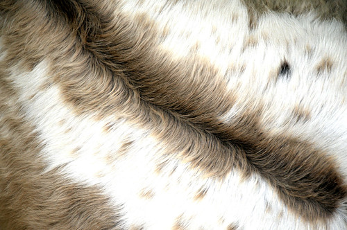 designs patterns in hair. designs patterns in hair. Longhorn Cattle Hair Designs