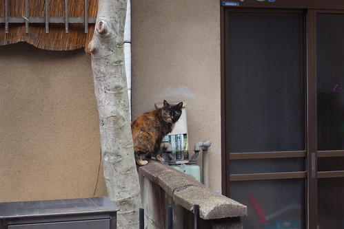 Today's Cat@2010-03-02