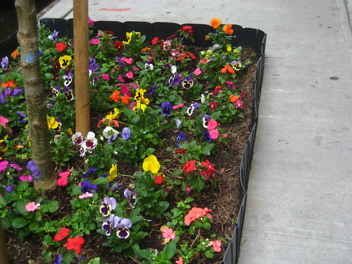 sidewalk flowers