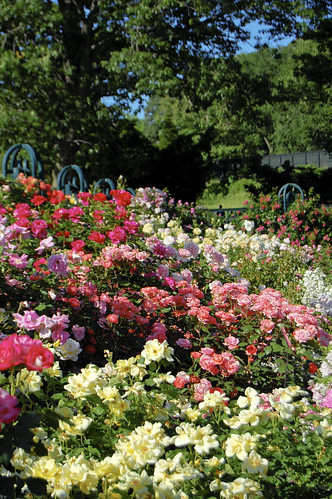 The Peggy Rockefeller Rose Garden in Full Bloom