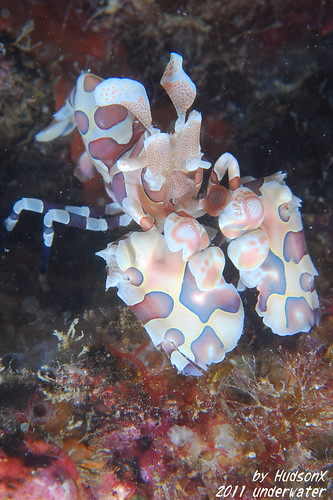 釉彩臘膜蝦 - Harlequin Shrimp(2)