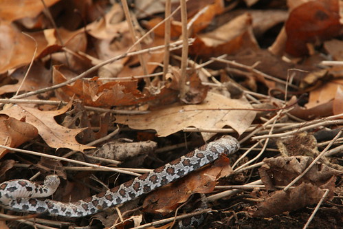 20091122_What Kind of Snake_0796