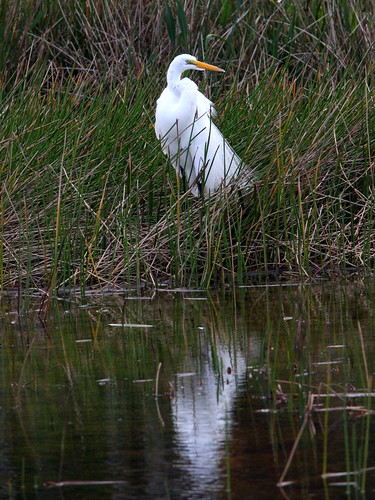Egret with reflection 20091129