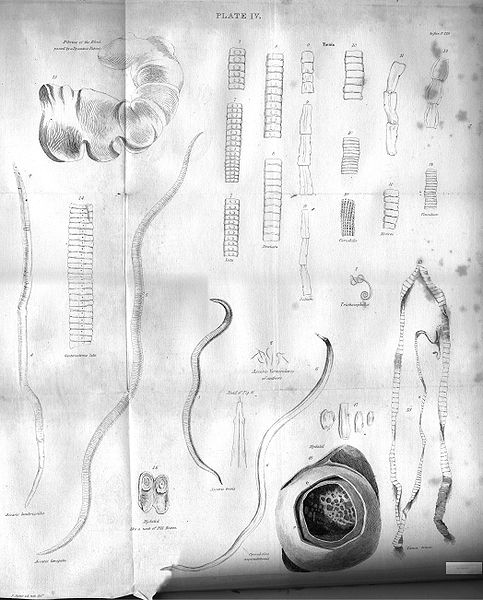 Plate IV. Tapeworms.  by William Miller, after P. Syme