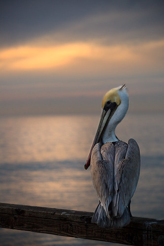 Day 9 - Oceanside Pelican