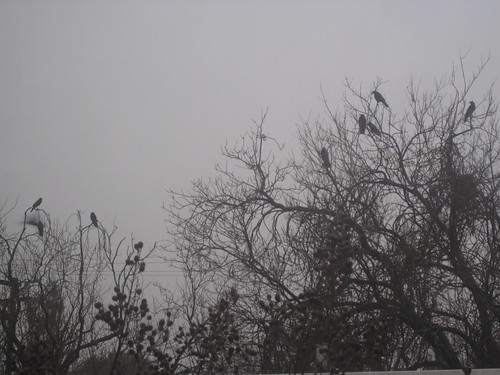 Crows in a storm