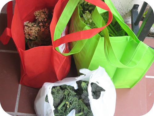 harvest: broccoli, cauliflower, celery and kale