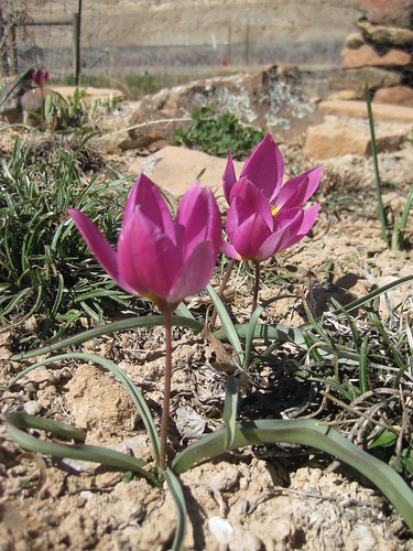 Miniature wildflower tulips