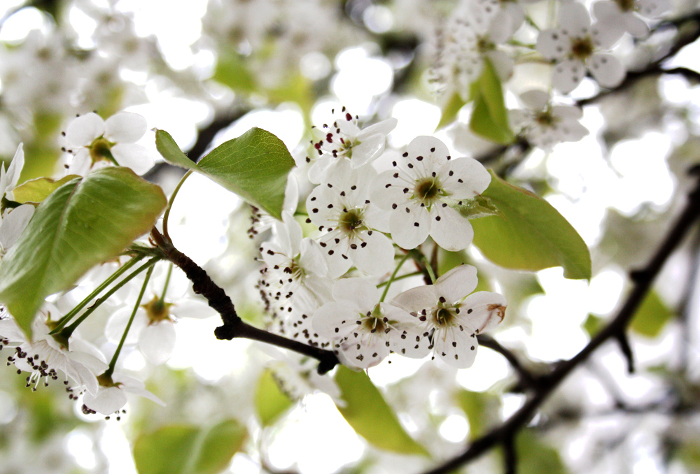 white blossoms | newport, ri