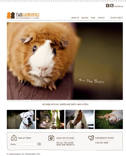 twoguineapigs Pet Photography, new website designed by Squad Ink and developed by Safari Yellow; sydney pet photographer.