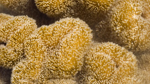 barrier reef. coral. corals