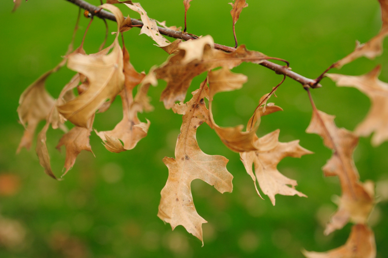 SOOC Oak Leaves