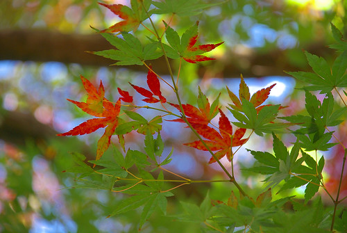 紅葉 / red and green maple