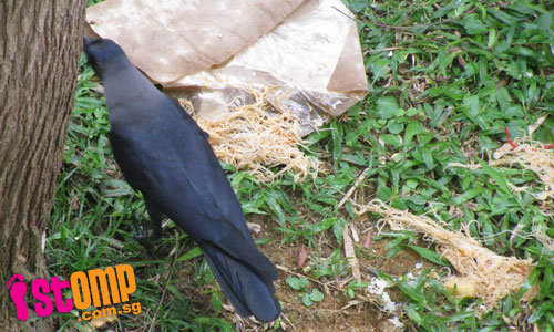  Crows feast on food waste which neighbour throws down everyday