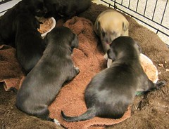 Weaning Puppies on Weaning Puppies  How And When Should I Wean My Puppies